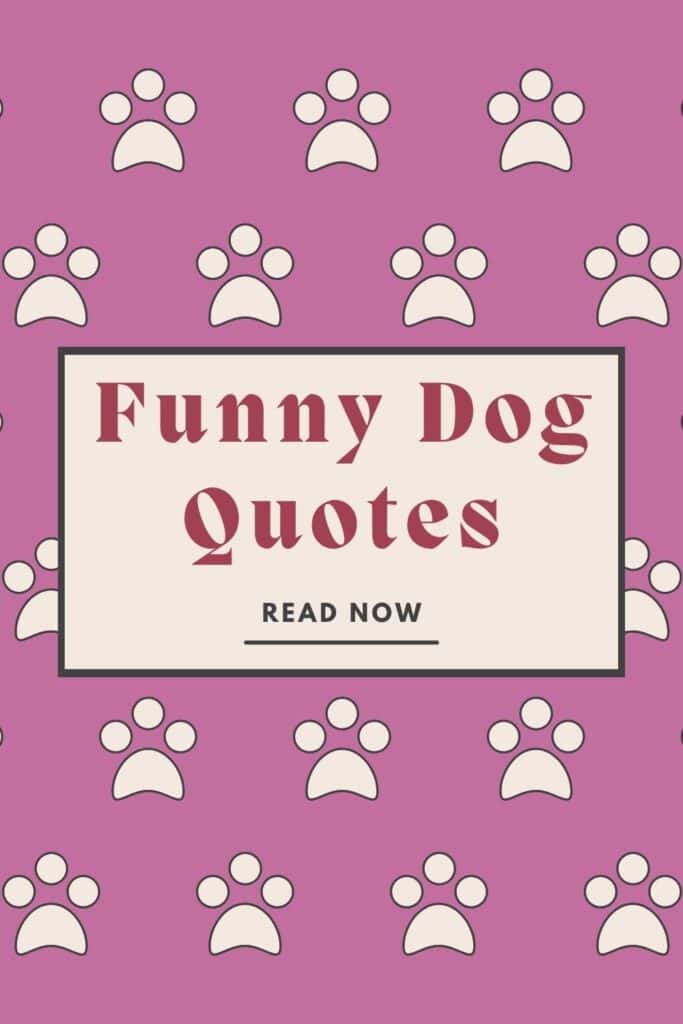 funny dog quotes